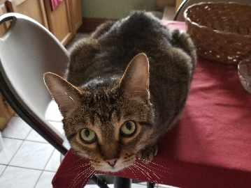 Nancy's cat Max perched on a card table